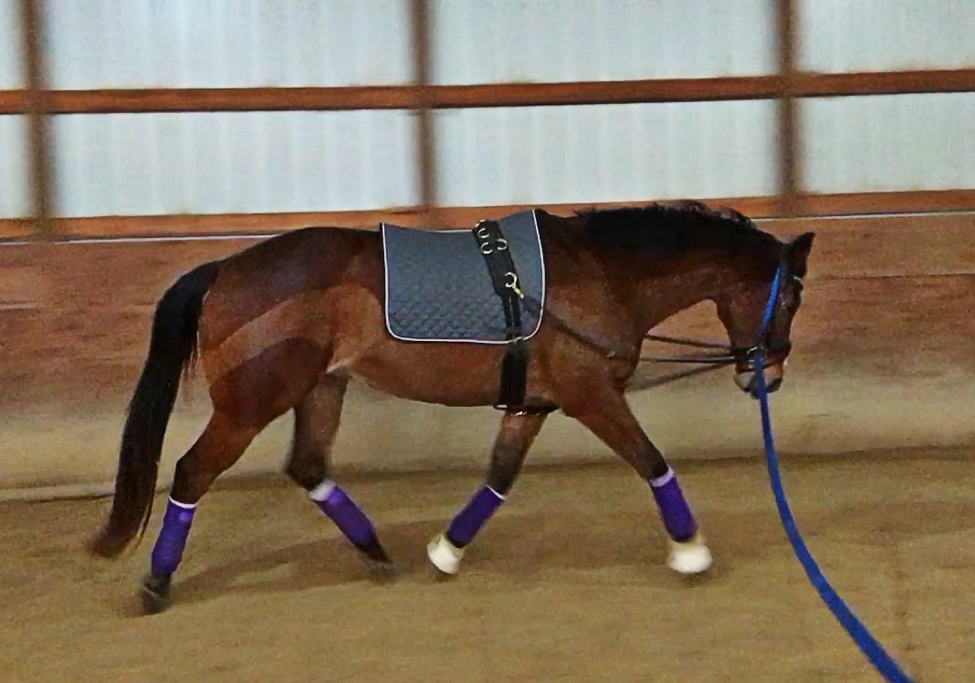 SprinklerBandits Vienna Reins II The