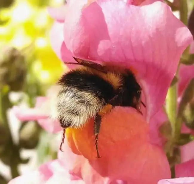 Cute Pictures Of Bumblebees That Fell Asleep Inside Flowers