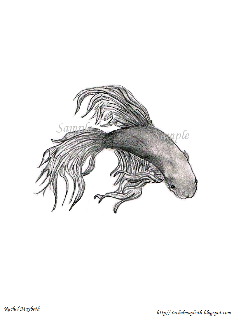 Fighter Fish Pencil Drawing