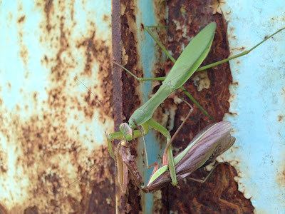 オスを食らうメスのカマキリ