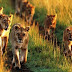 Why You Should Visit Nairobi National Park, Kenya