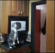 Hilarious Cat GIF • The ultimate Parkour Cat. Epic jump FAIL. At least he tried