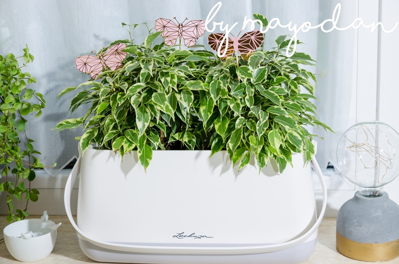 Diy Spitzengurkentopf Mein Feenstaub