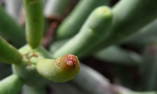 Euphorbia aphylla - Tabaiba parida 06