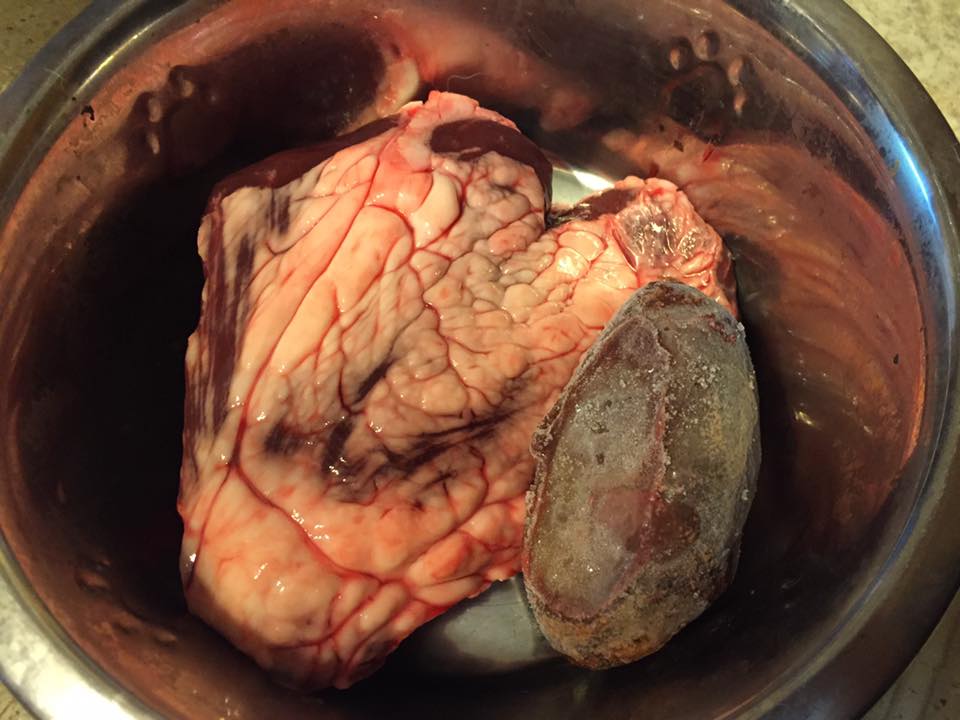 Can Dogs Eat Raw Beef Kidney Can Dogs Eat Raw Beef Kidney