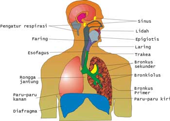 Kenali Jenis Penyakit serta Kelainan pada Sistem Pernafasan Manusia