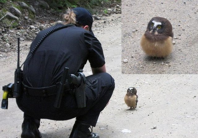 Police officer meets baby owl in Boulder, Colorado Police officer meets baby owl in Boulder, Colorado