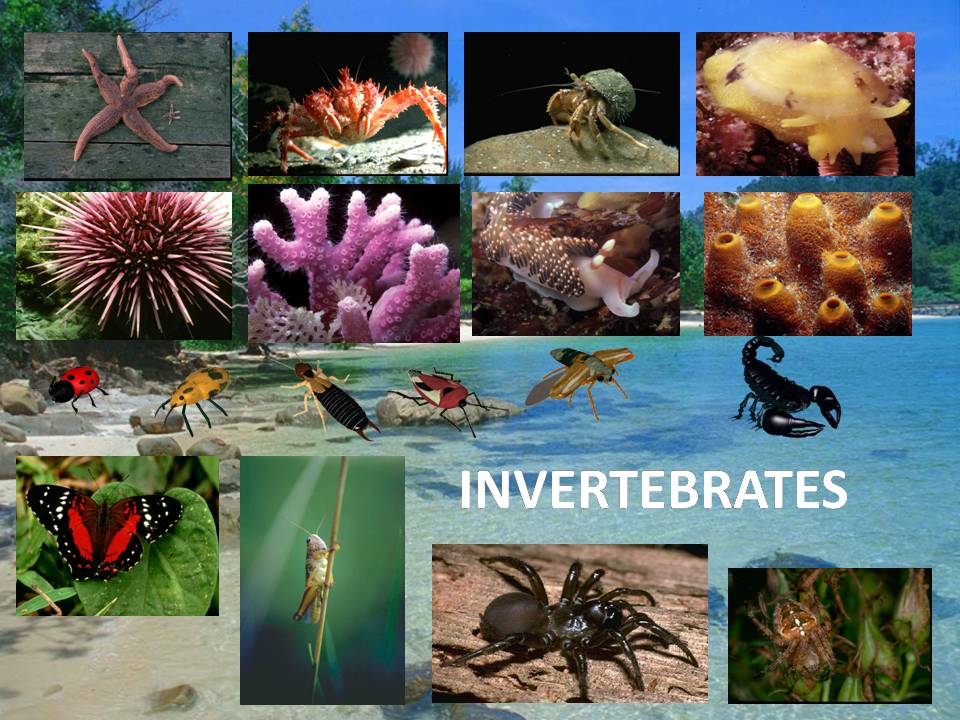 Manash (Subhaditya Edusoft): Classification of Animals in Picture ...