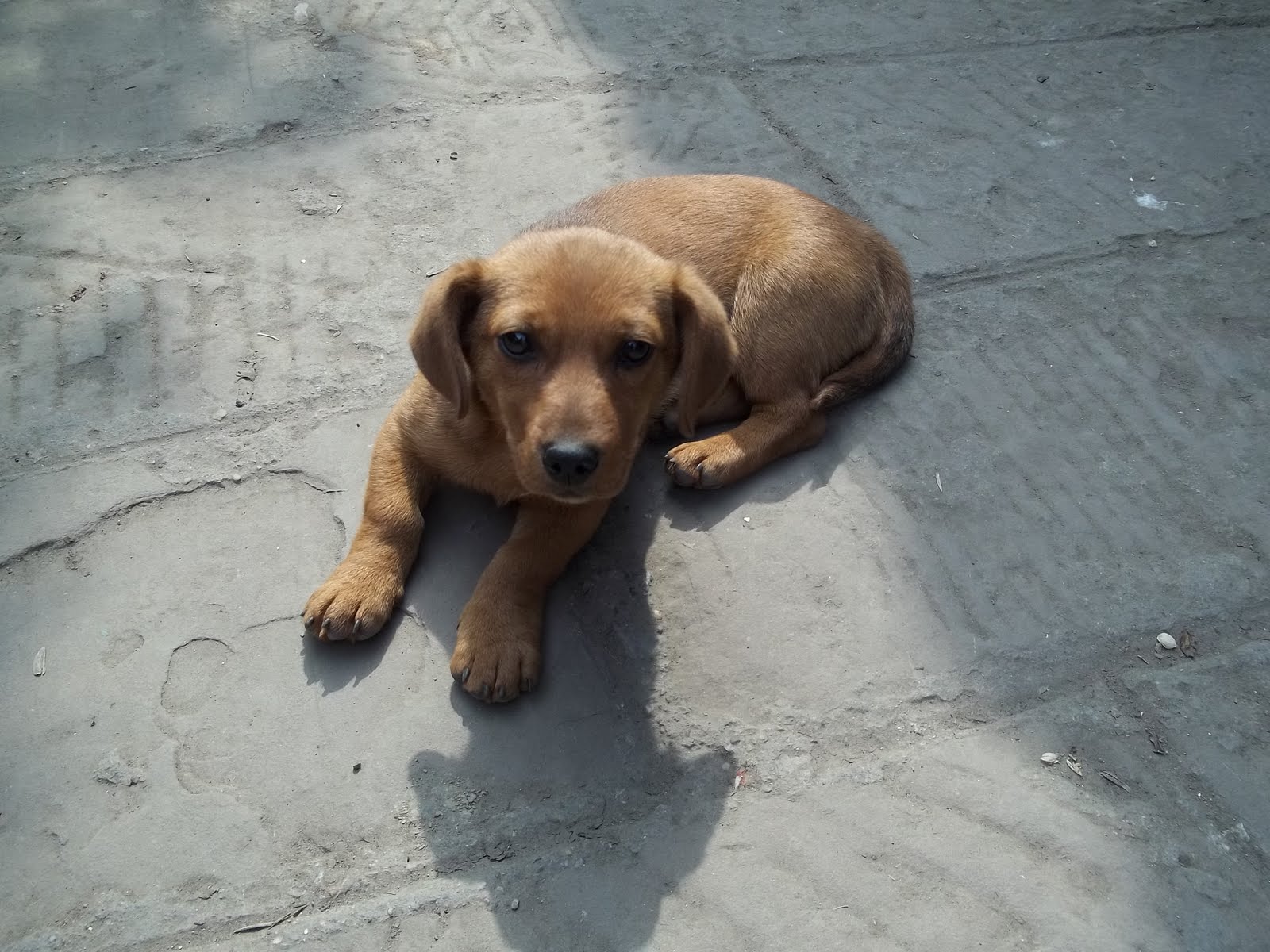 Als Langnase im Reich der Mitte In China essen sie Hunde!??