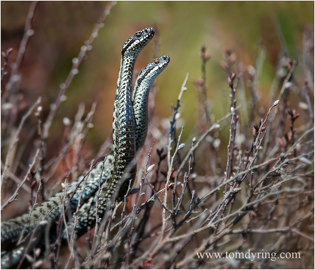 TOM DYRING WILDPHOTO / NN: MALE ADDERS FIGHTING / HUGGORM I KAMP