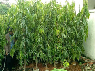 jual pohon glodogan tiang jual pohon glodogan tiang