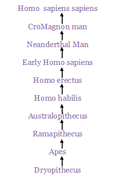 www.indiastudysolution.com - image showing Human Ancestry