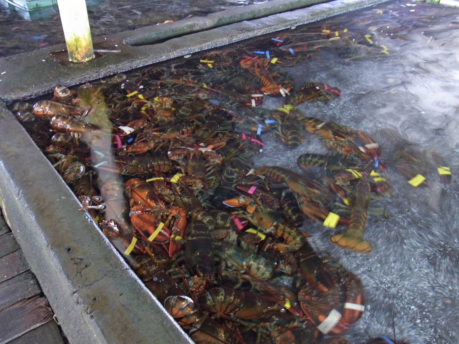 Casual Japanese Bystander Kona Cold Lobsters, Revisited.