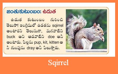 Animal family(Telugu) - జంతు కుటుంబం : Squirrel - ఉడుత