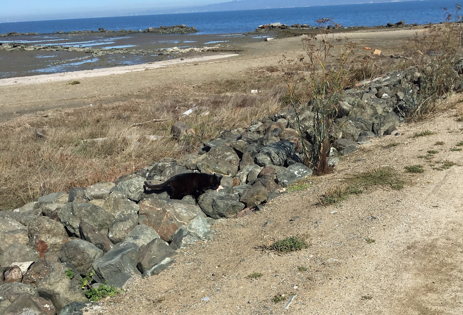 Can It Happen Here Bonus Cat Blogging