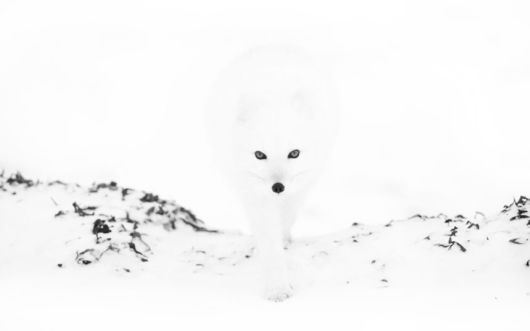 http://2.bp.blogspot.com/-nqCIBTu1d8Q/ULcq3GIHwZI/AAAAAAAAXcc/33BH1NZG1Ss/s1600/white_arctic_foxes_01.jpg