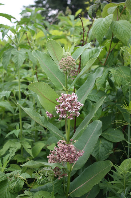 Milkweed at Spring Valley Nature Center in Schaumburg provides a host for monarch butterflies