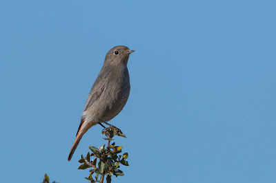 Cotxa fumada (Phoenicurus ochruros)