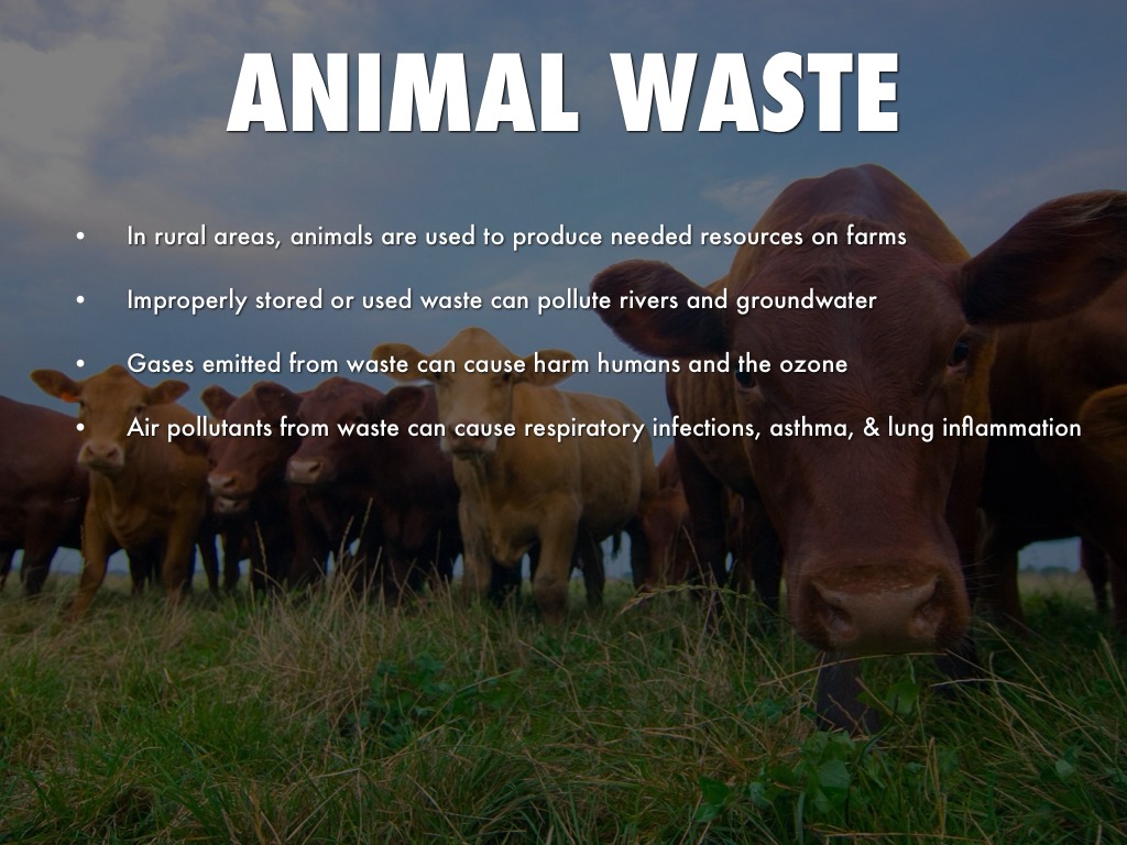 Animal Agriculture The Devastating Environmental Impacts