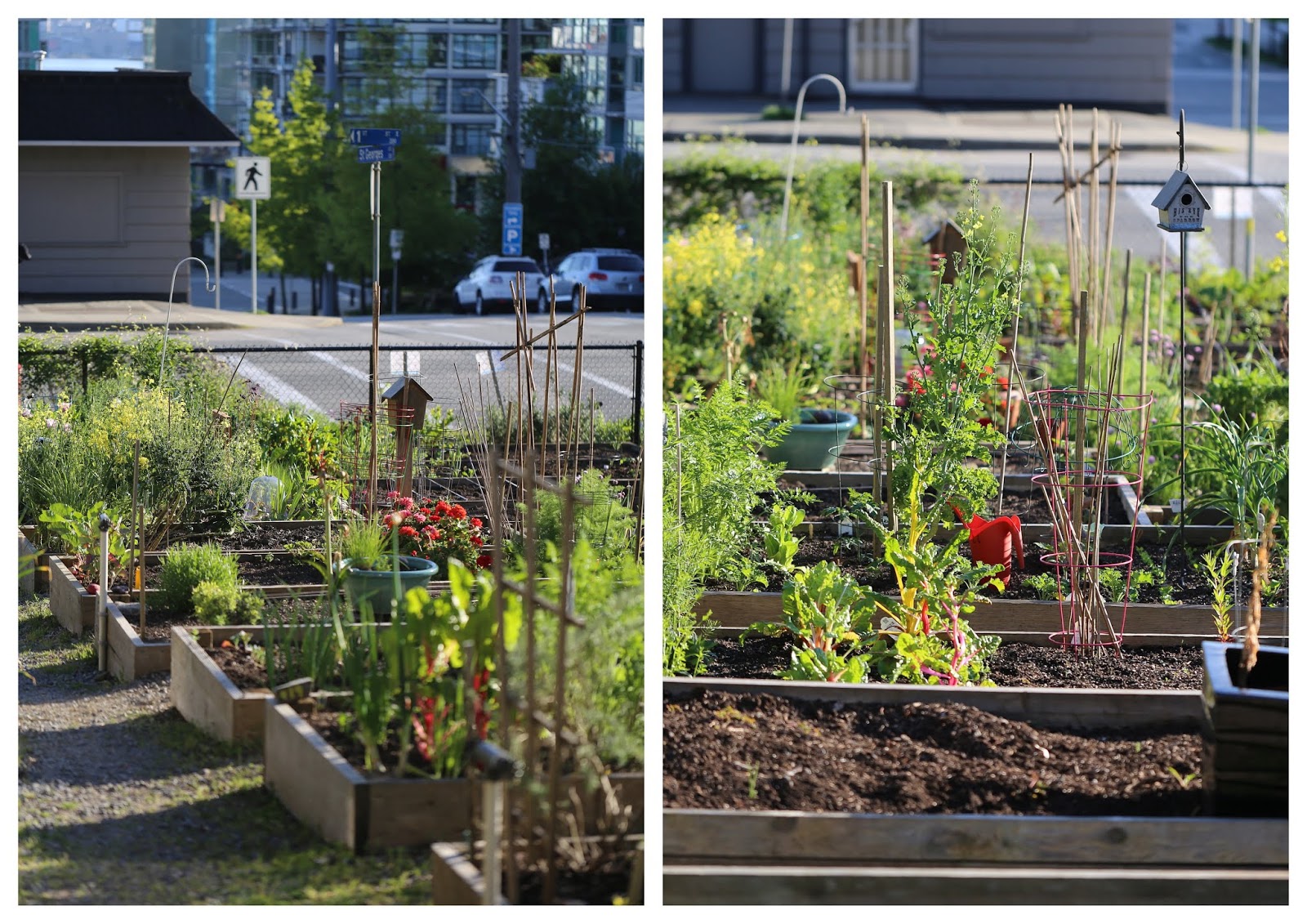 Günstig gärtnern Quadratisch und praktisch