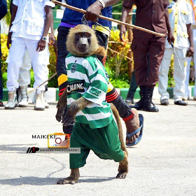 Check out this photo of a monkey in a jersey at the Hawan Daushe durbar in Bauchi State?