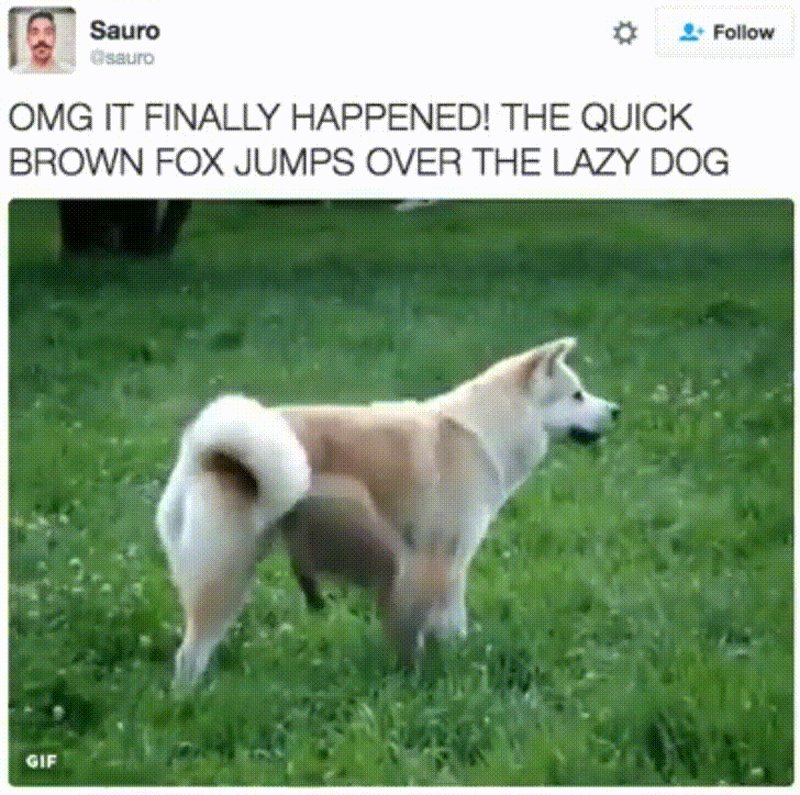 The quick Brown Fox Jumps over the Lazy Dog gif. Fox Jumps over the Lazy Dog. Шbans the quick Brown Fox Jumps over the Lazy Dog. Мем loyal Dog.