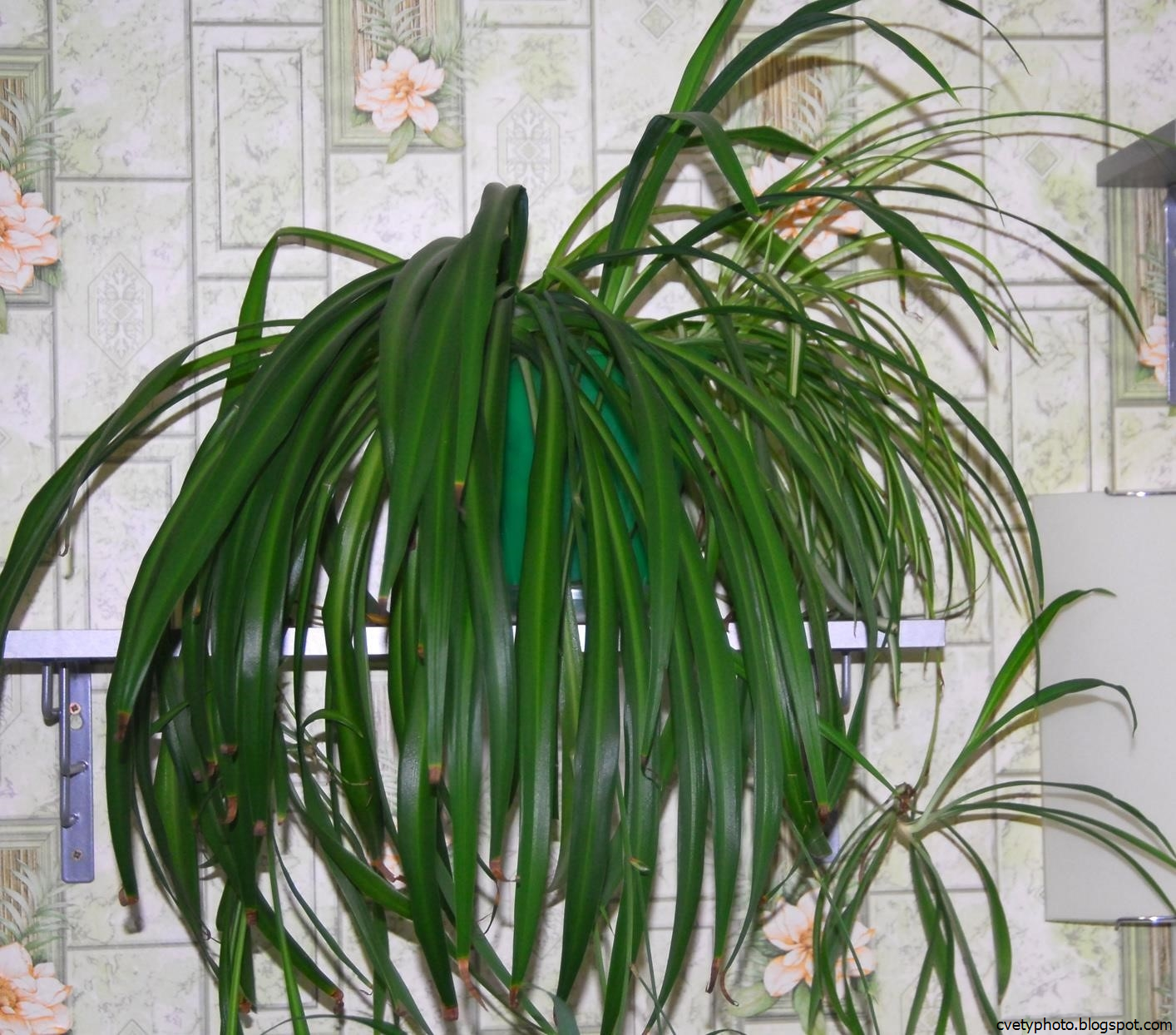 Названия комнатных растений длинными листьями. Финиковая Пальма хлорофитум. Хлорофитум зеленый. Хлорофитум зеленый цветок. Хлорофитум с зелеными листьями.