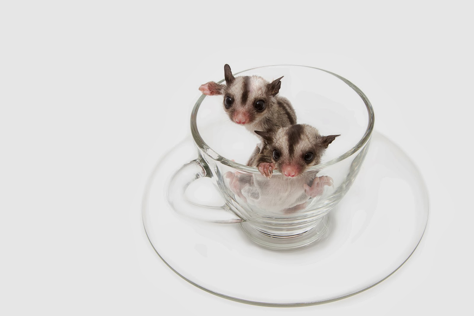 Hewan Kawin2016 Pet Sugar Glider Care Images Hewan Kawin2016 Pet Sugar Glider Care Images