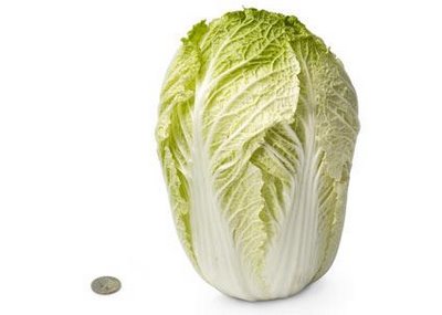 http://2.bp.blogspot.com/-nqphCjapDWU/TwCV7hqPdZI/AAAAAAAAA7o/Rfr1cQvo1qM/s1600/28-chinese-cabbage.jpg