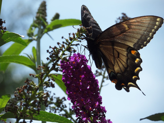 black swallowtail on butterfly bush