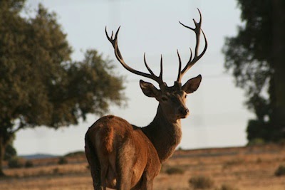 Ciervo macho en Monfragüe