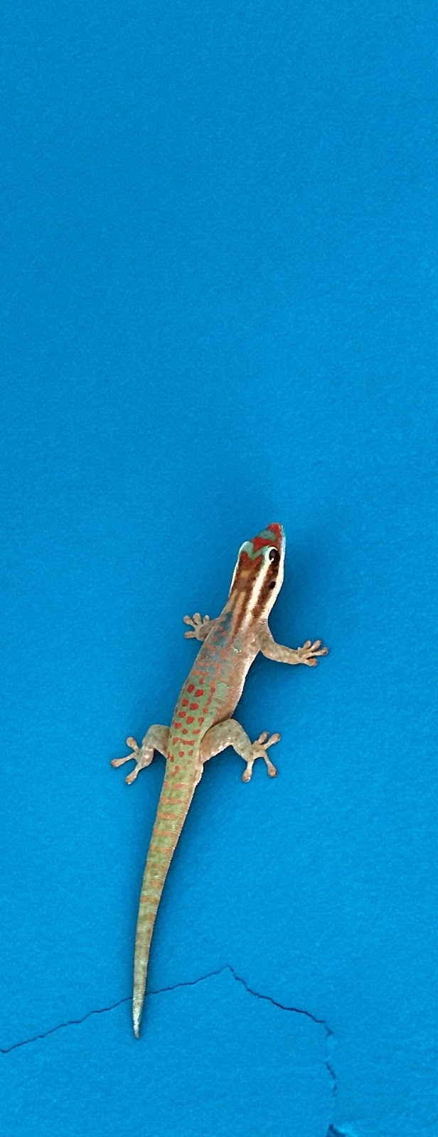 Picture of a lizard.