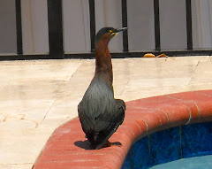 Marilyn calls this green heron "Barak".  He's a frequent visitor at her pool.