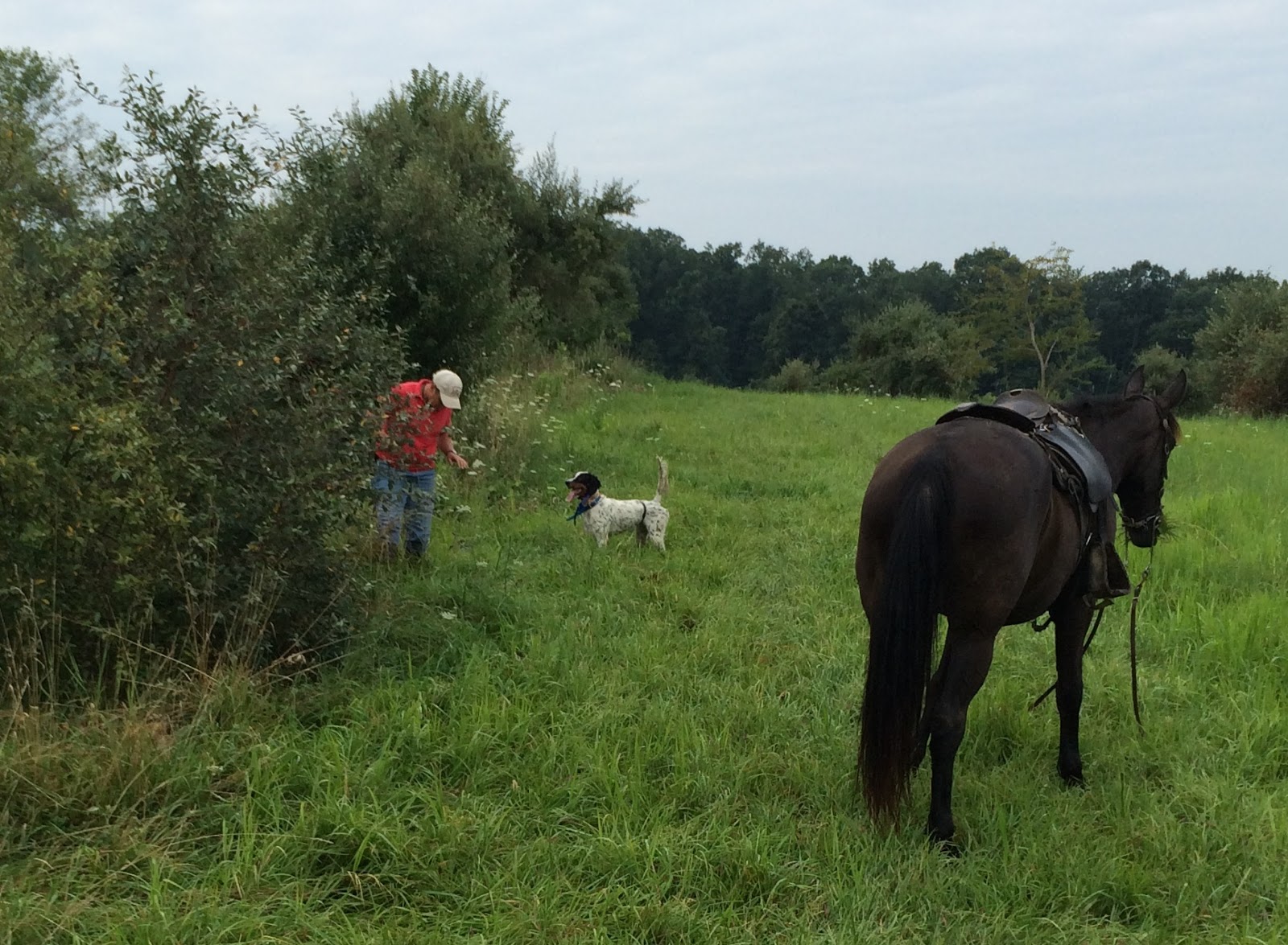 The Bird Dog and Field Trial Blog April 2017