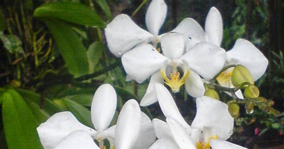 Klasifikasi dan deskripsi Anggrek bulan Phalaenopsis Klasifikasi dan deskripsi Anggrek bulan Phalaenopsis