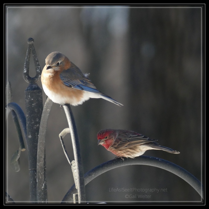 Spreading Happiness....More Bluebirds!! | Life As I See It