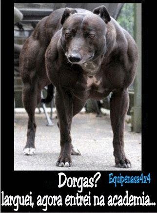 dorgas4.gif