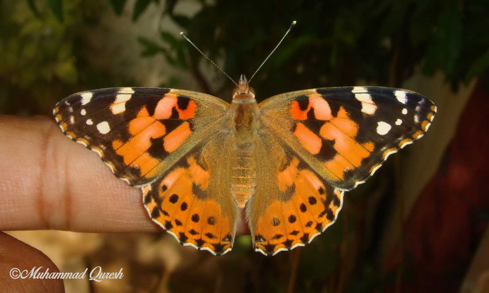 painted-lady-butterfly-nature-cultural-and-travel-photography-blog