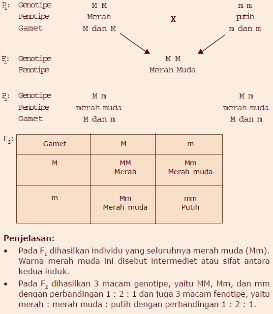 Contoh Persilangan Monohibrid dan Dihibrid Berpendidikan