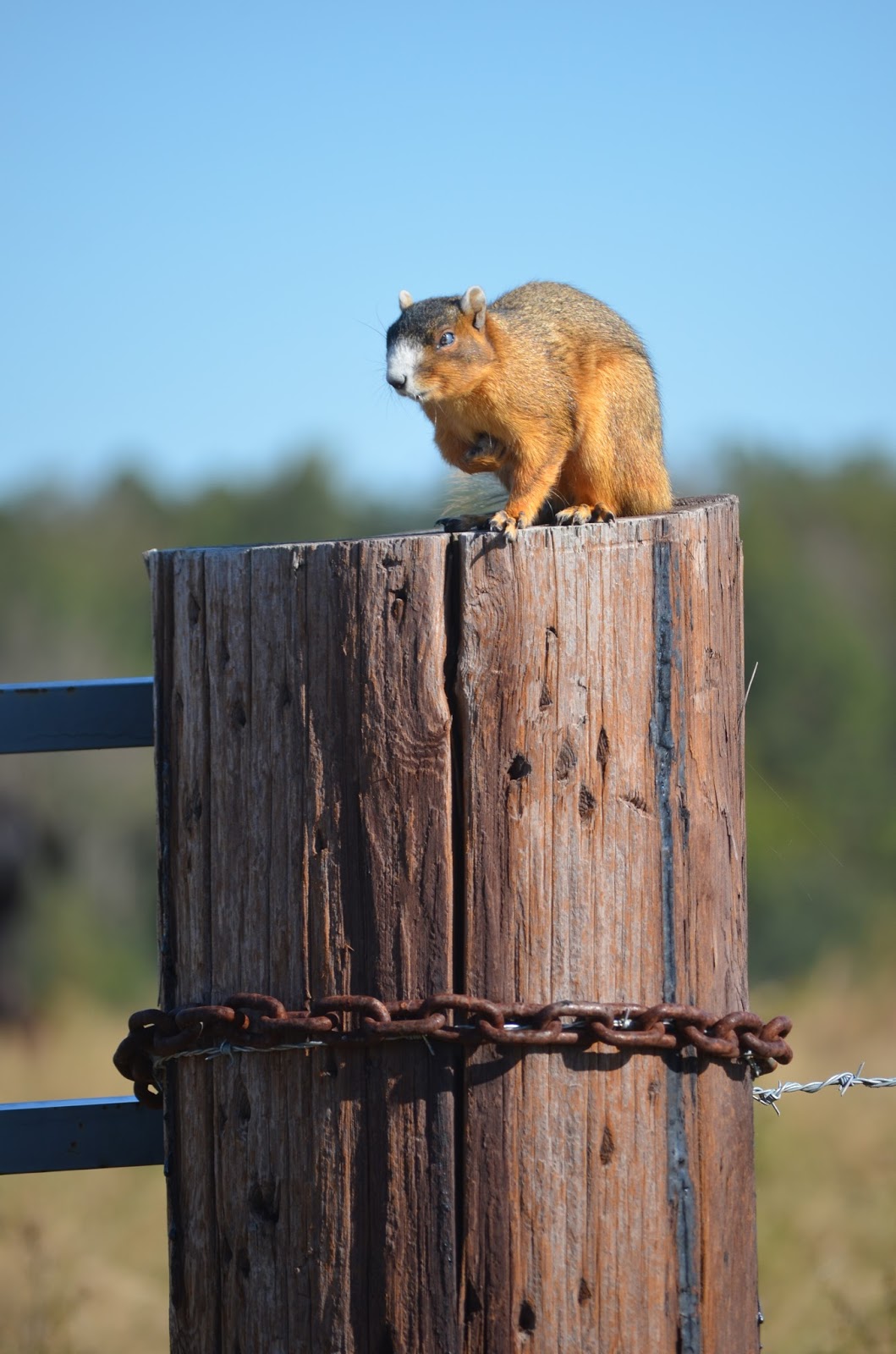 THE NATURAL SOUTH Alabama Fox Squirrel