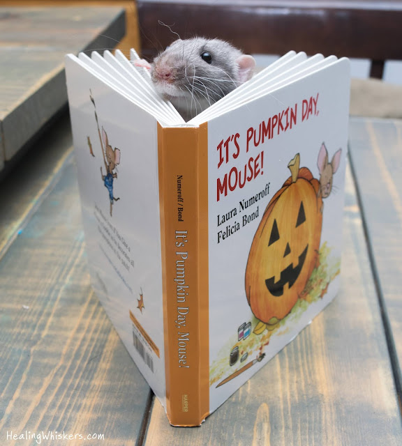 Vincent the therapy rat reading a book