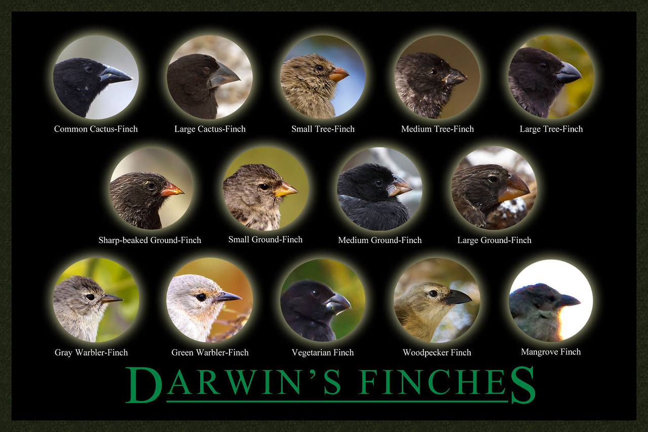 Modern Science refutes the Evolutionary theory Darwin's Finches