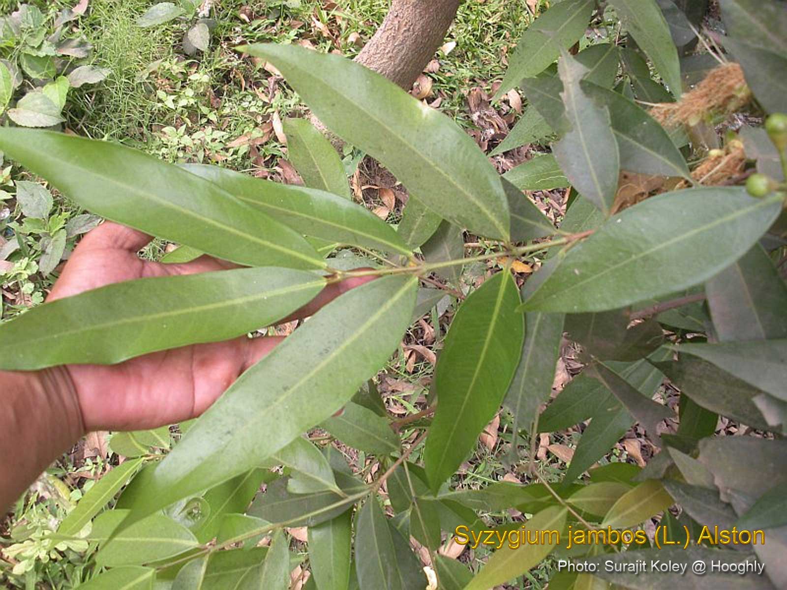Medicinal Plants Syzygium jambos, Golap Jam, Malabar plum, Rose apple