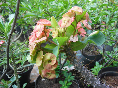 Euphorbia Flower