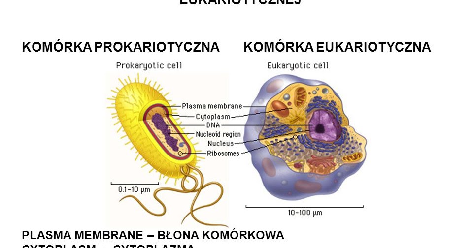 Komórki Somatyczne Są Przykładem Komórek Bio-Loszka :) : 2.1 Budowa komórek. Porównanie komórek