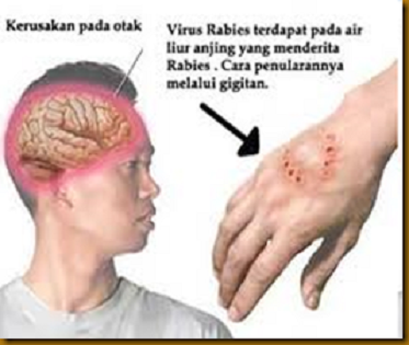 Anjing Haram Dan Najis Suka Memilihara Anjing Wajib Baca The Dog