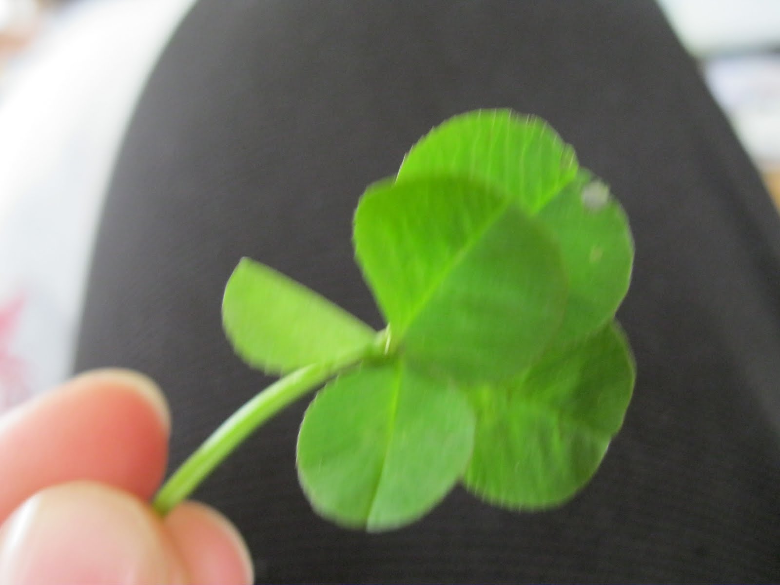 Silly Sisters (and two silly dogs) Four Leaf Clovers and a Craft from