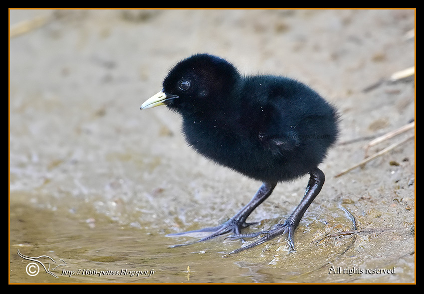 Rallus aquaticus - http://1000-pattes.blogspot.com/