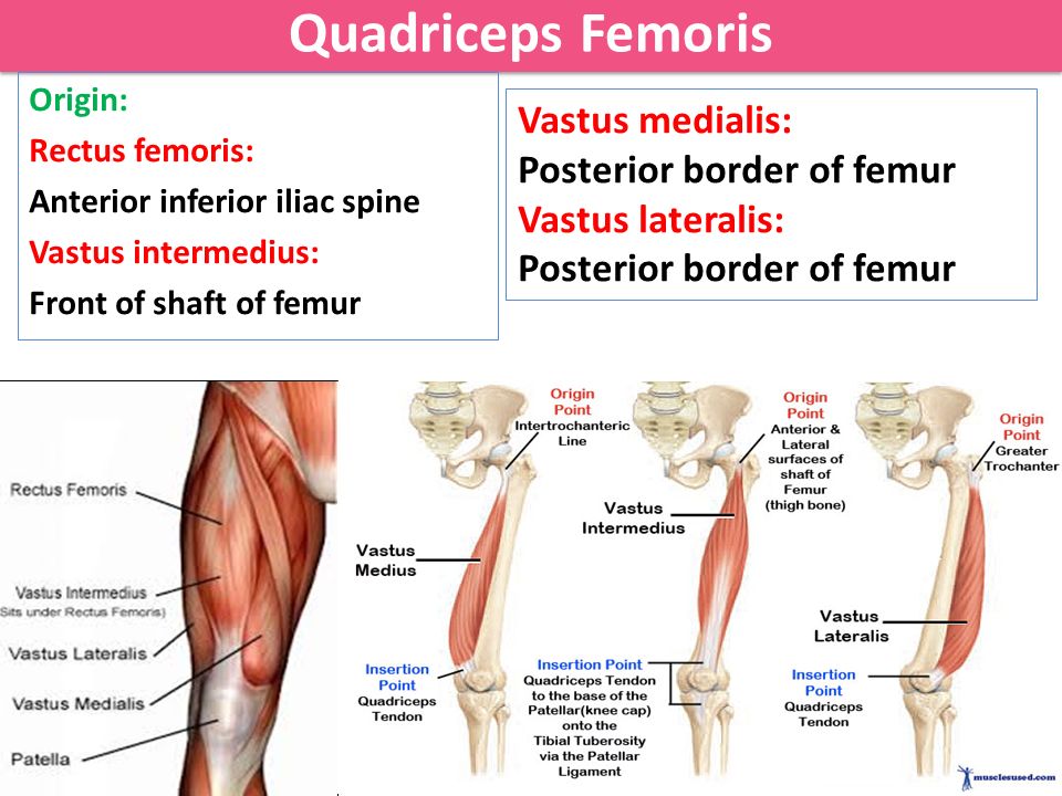 Quadriceps Femoris Muscle Anatomy Britannica