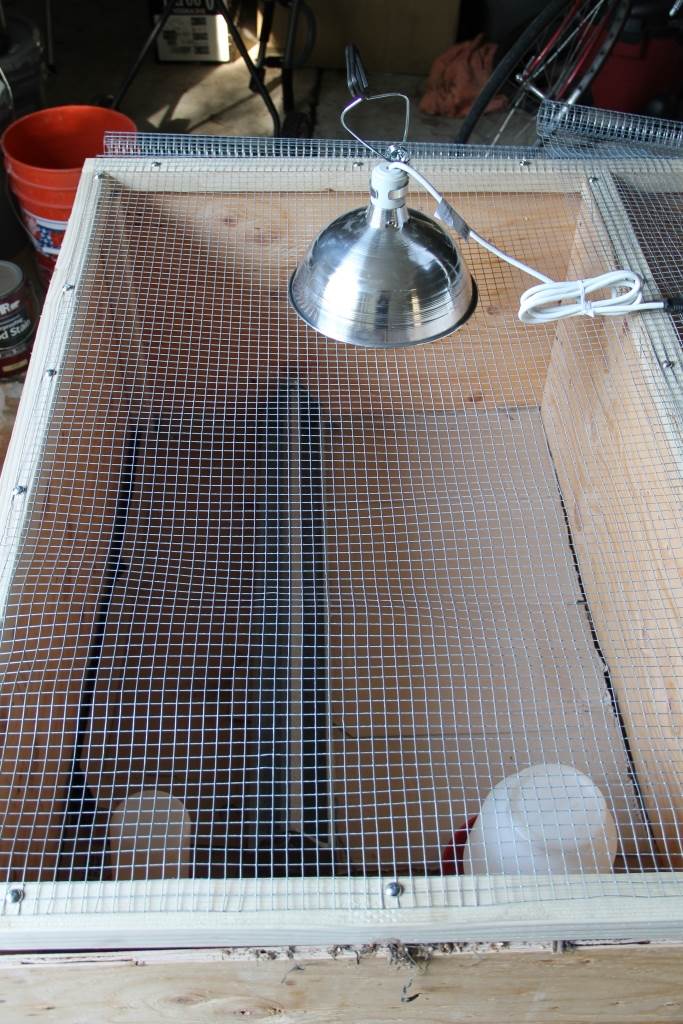 The Homestead Laboratory A Fancy New Brooder Box